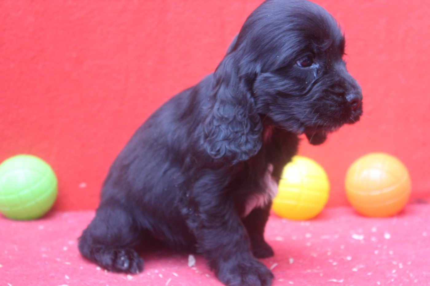 ALPHONSINE femelle noire