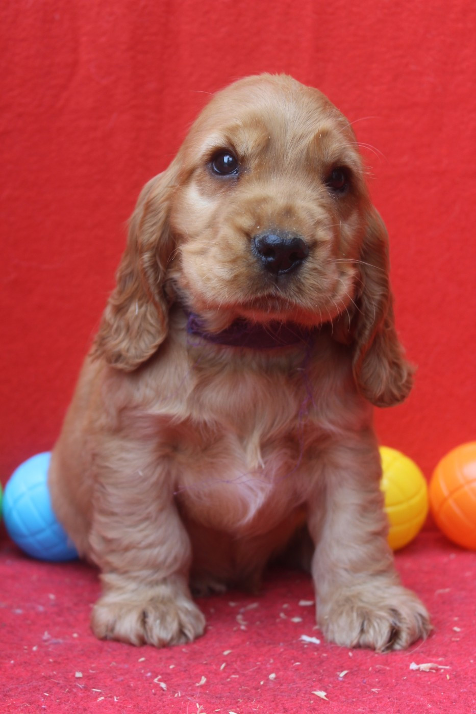 A'milo MALE FAUVE