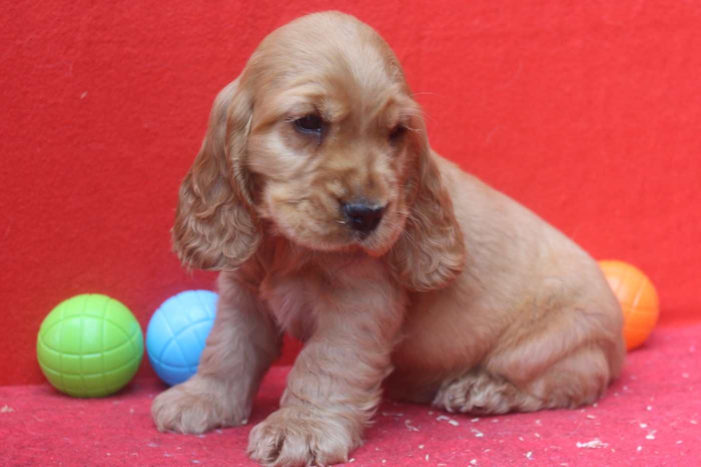 A'milo MALE FAUVE