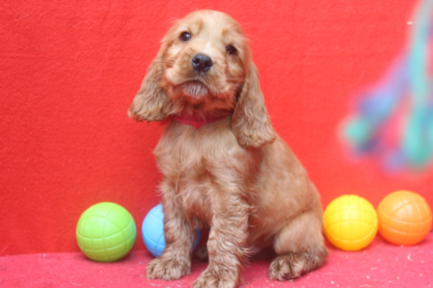 ATHOS MALE FAUVE