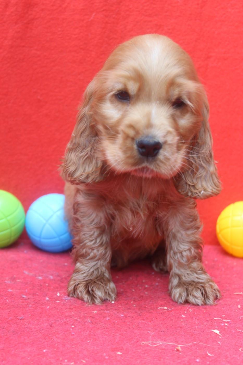ATHOS MALE FAUVE