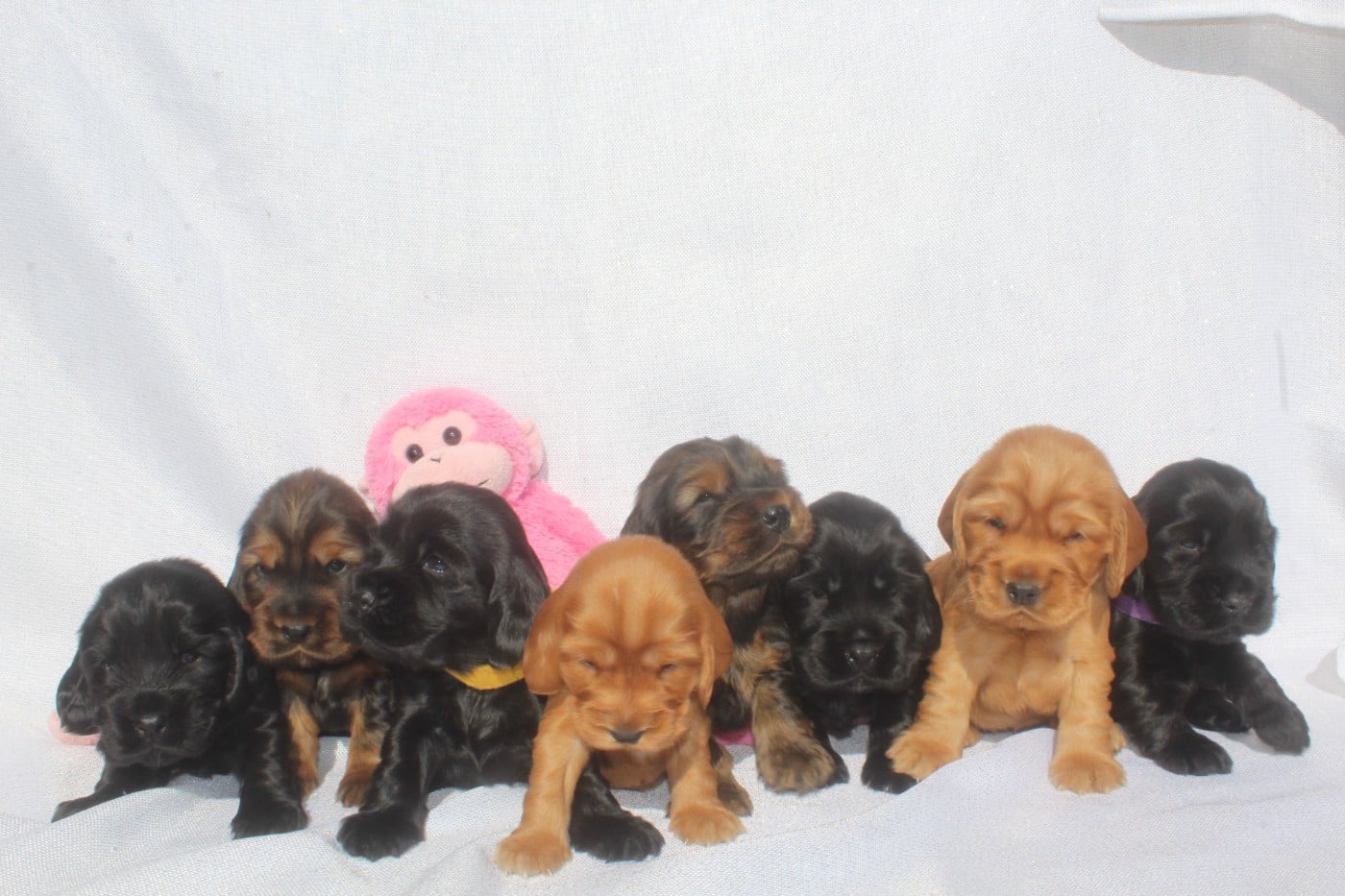 Cocker Spaniel Anglais - of caniland's dream