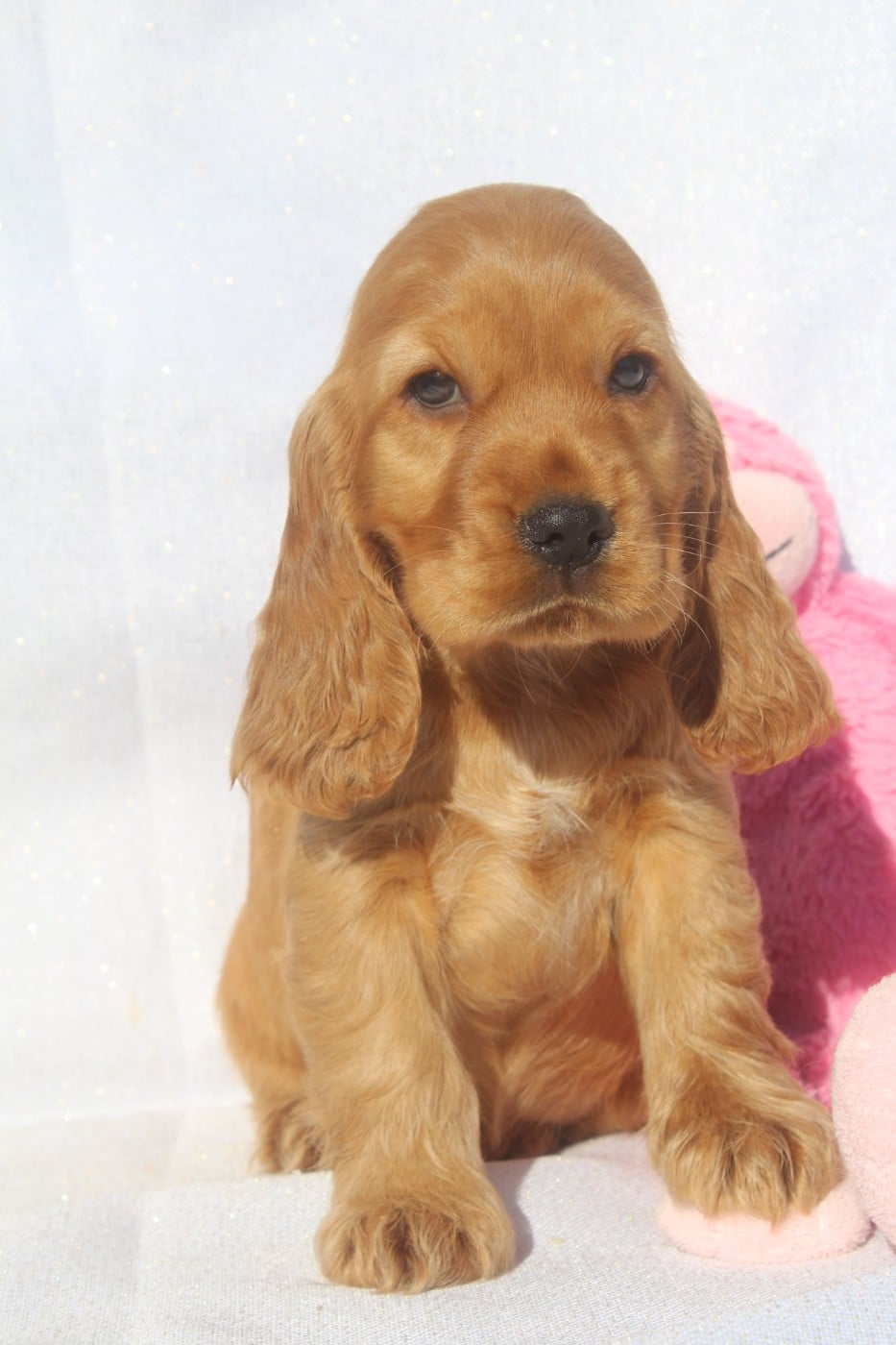 Bikini FEMELLE FAUVE