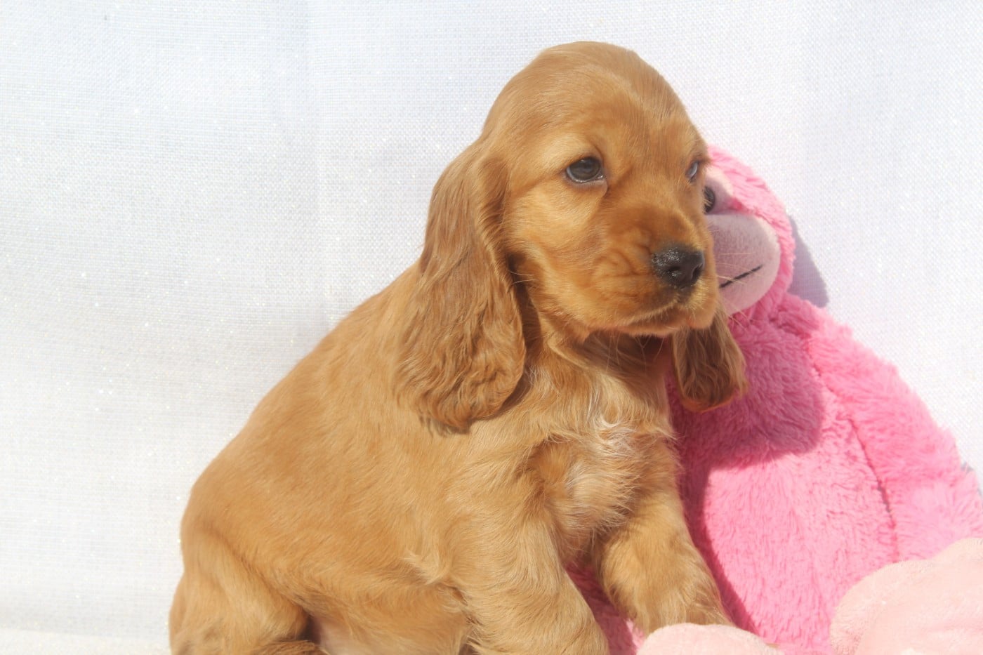 Bikini FEMELLE FAUVE