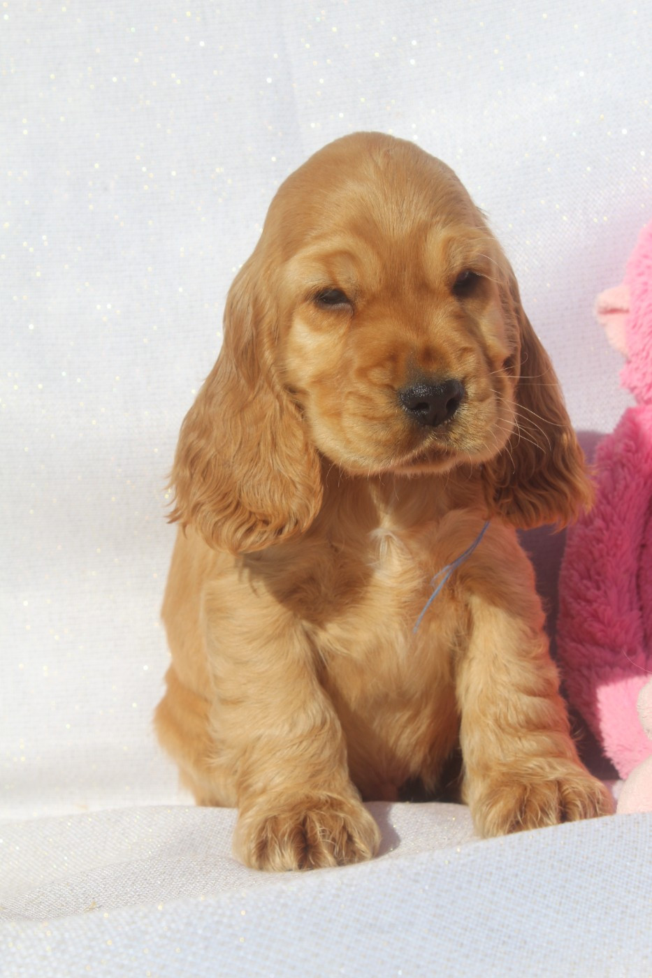 B'twix MALE FAUVE collier bleu