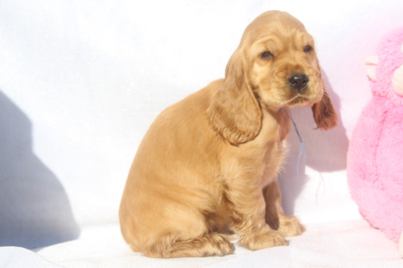 B'twix MALE FAUVE collier bleu