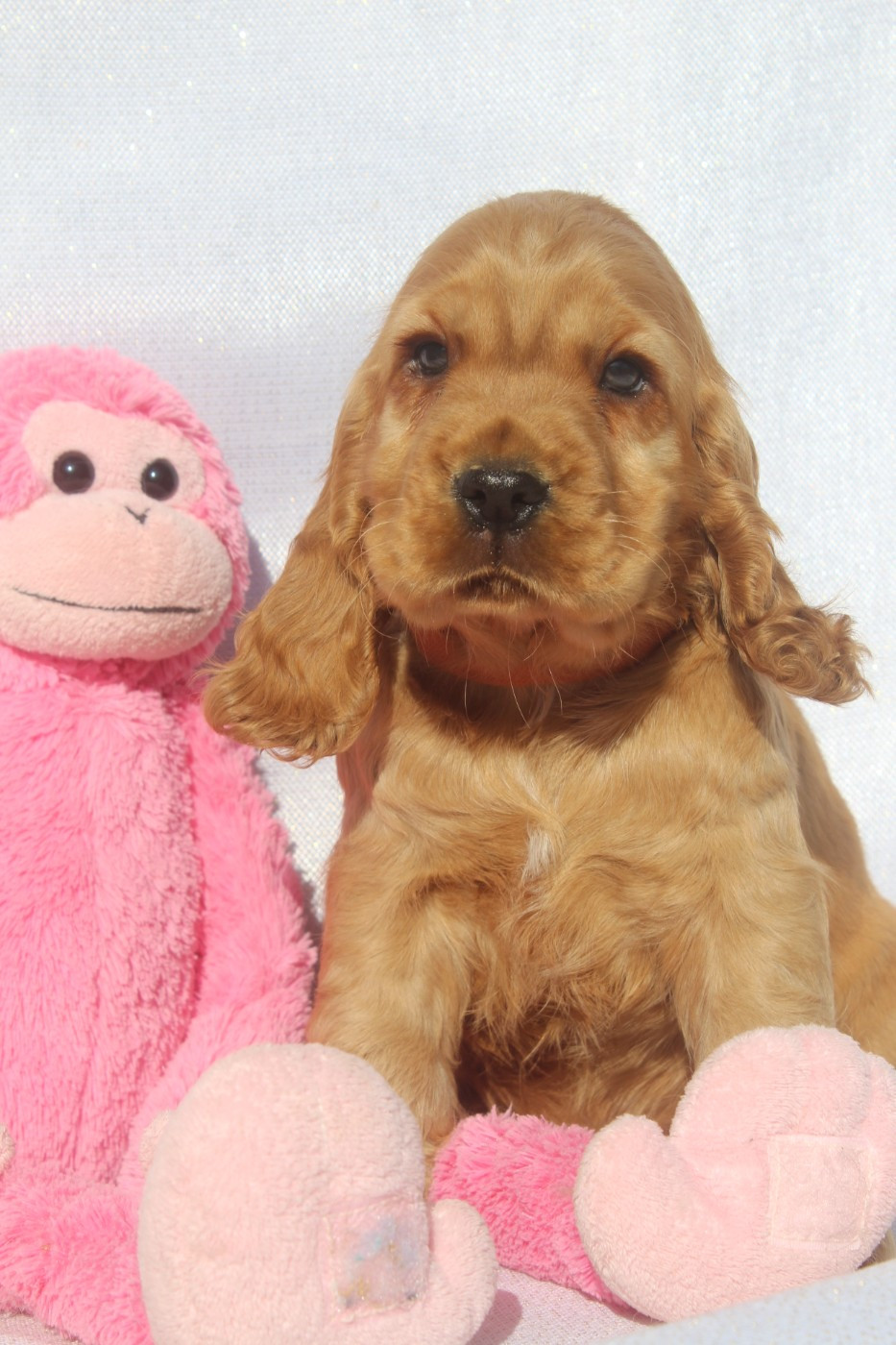 BOSKO MALE FAUVE collier orange