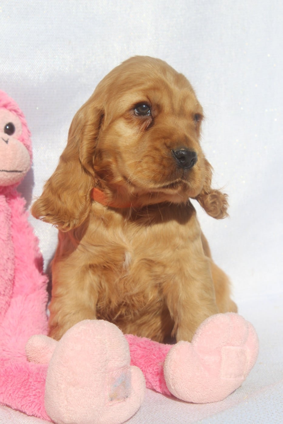 BOSKO MALE FAUVE collier orange