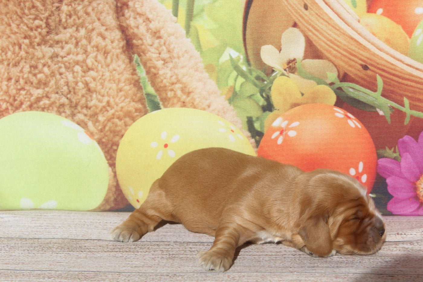 FEMELLE FAUVE - Cocker Spaniel Anglais