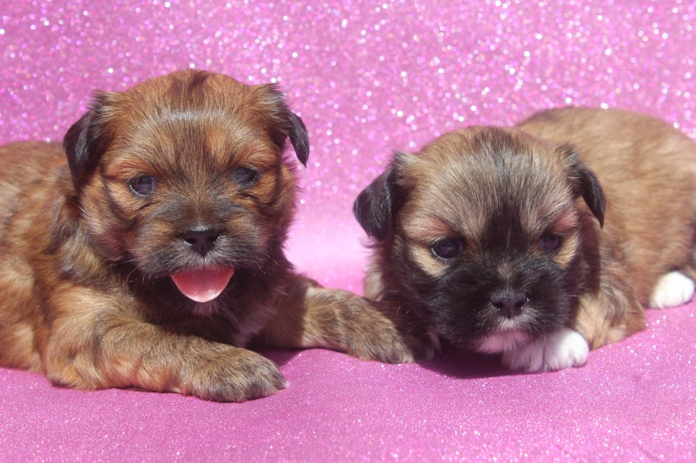 Lhassa Apso - of caniland's dream