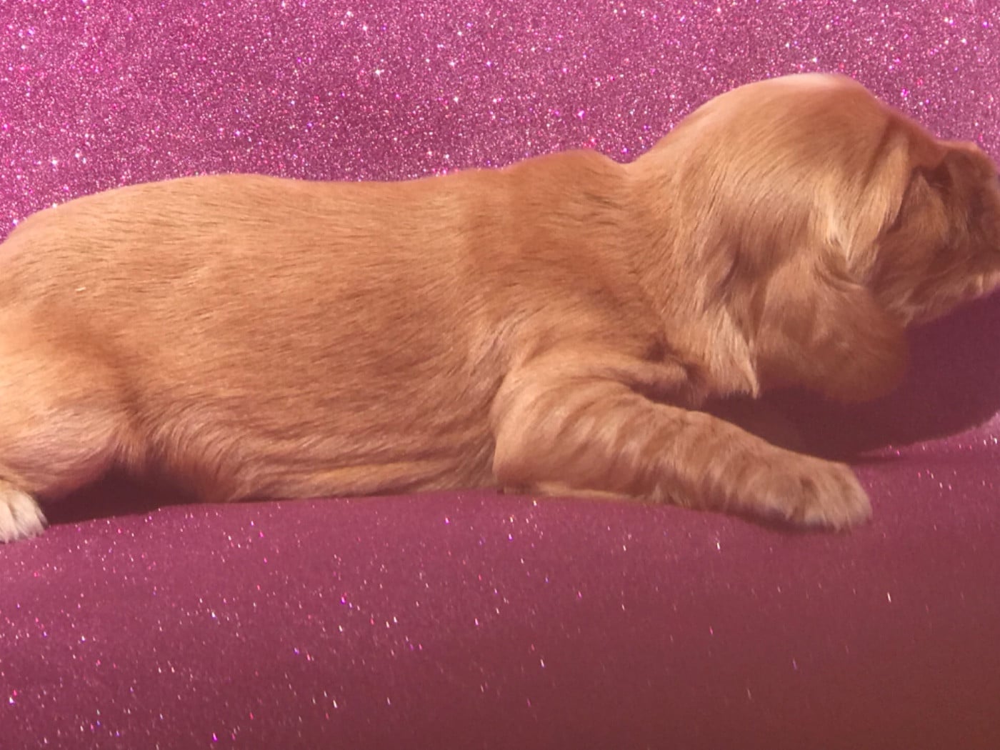 Mâle fauve - Cocker Spaniel Anglais