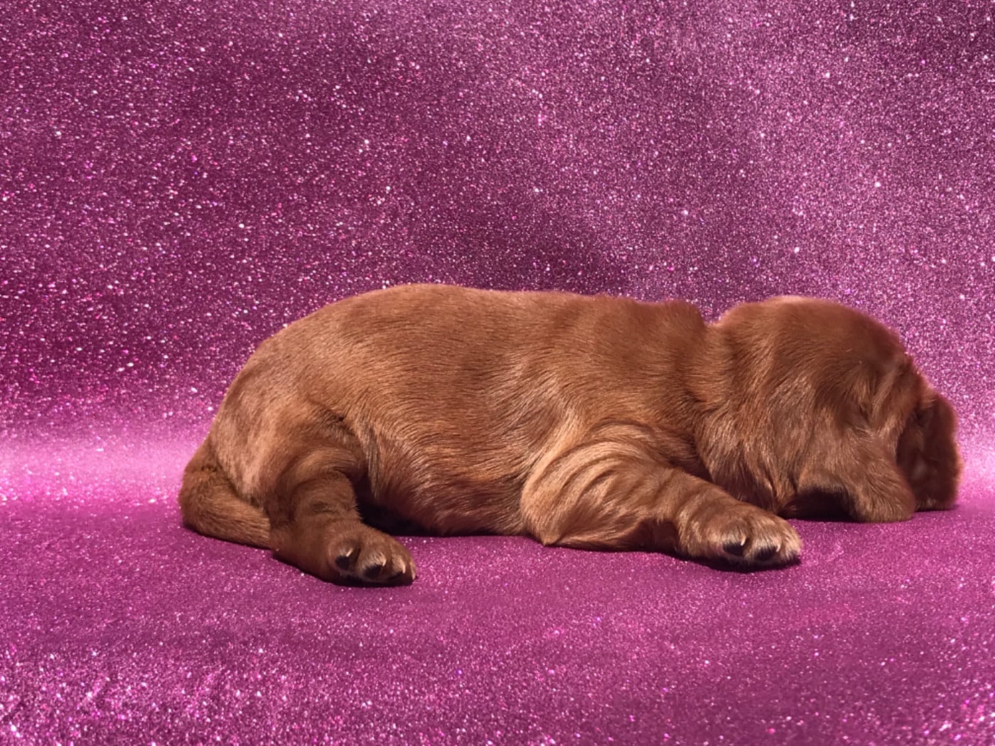 Mâle fauve - Cocker Spaniel Anglais