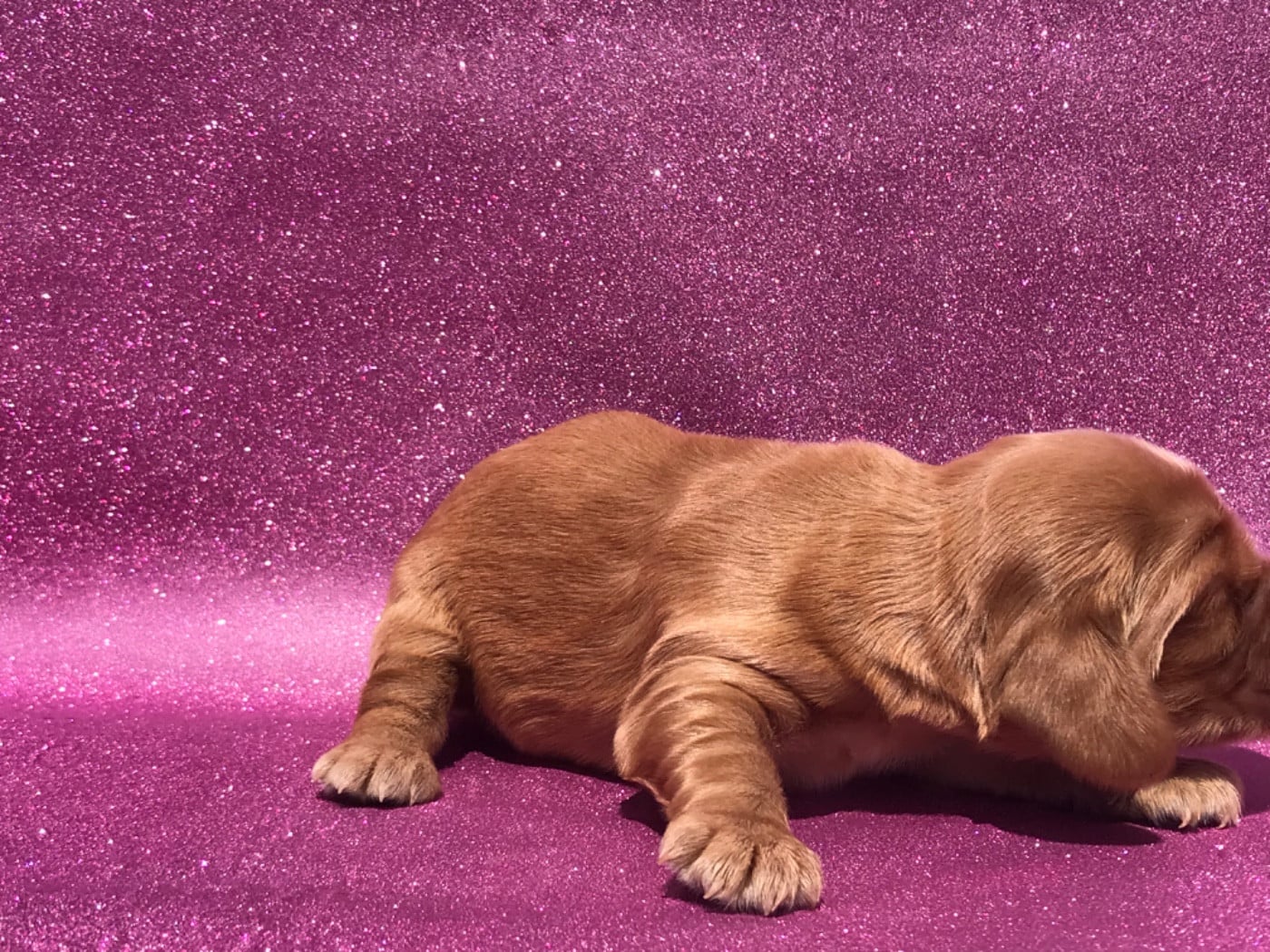 Mâle fauve - Cocker Spaniel Anglais