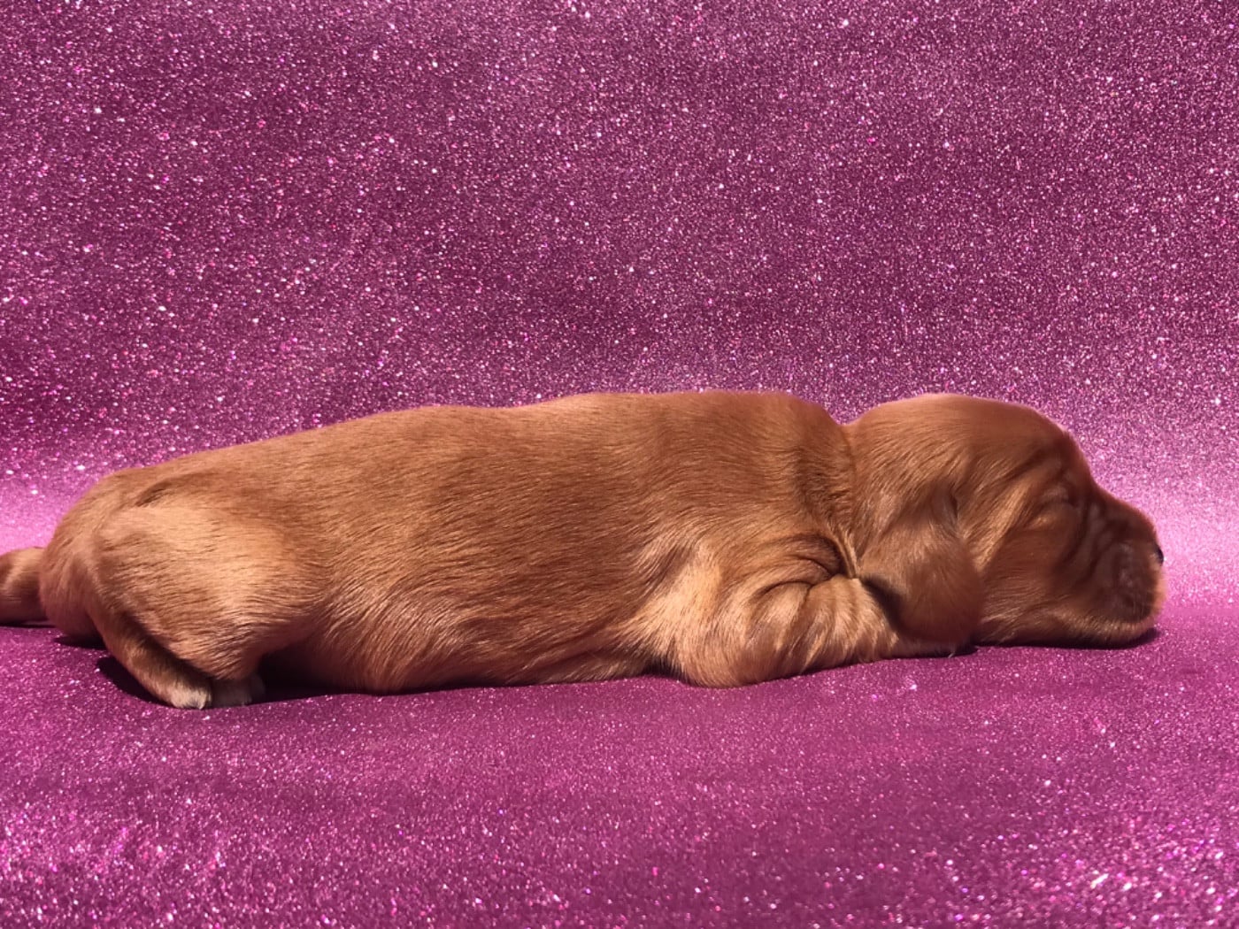 Femelle fauve - Cocker Spaniel Anglais