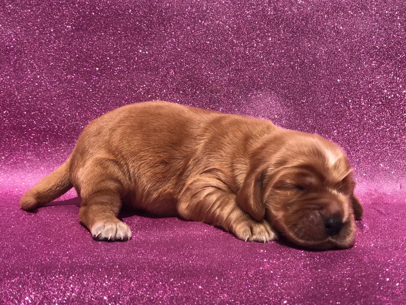 Femelle fauve - Cocker Spaniel Anglais