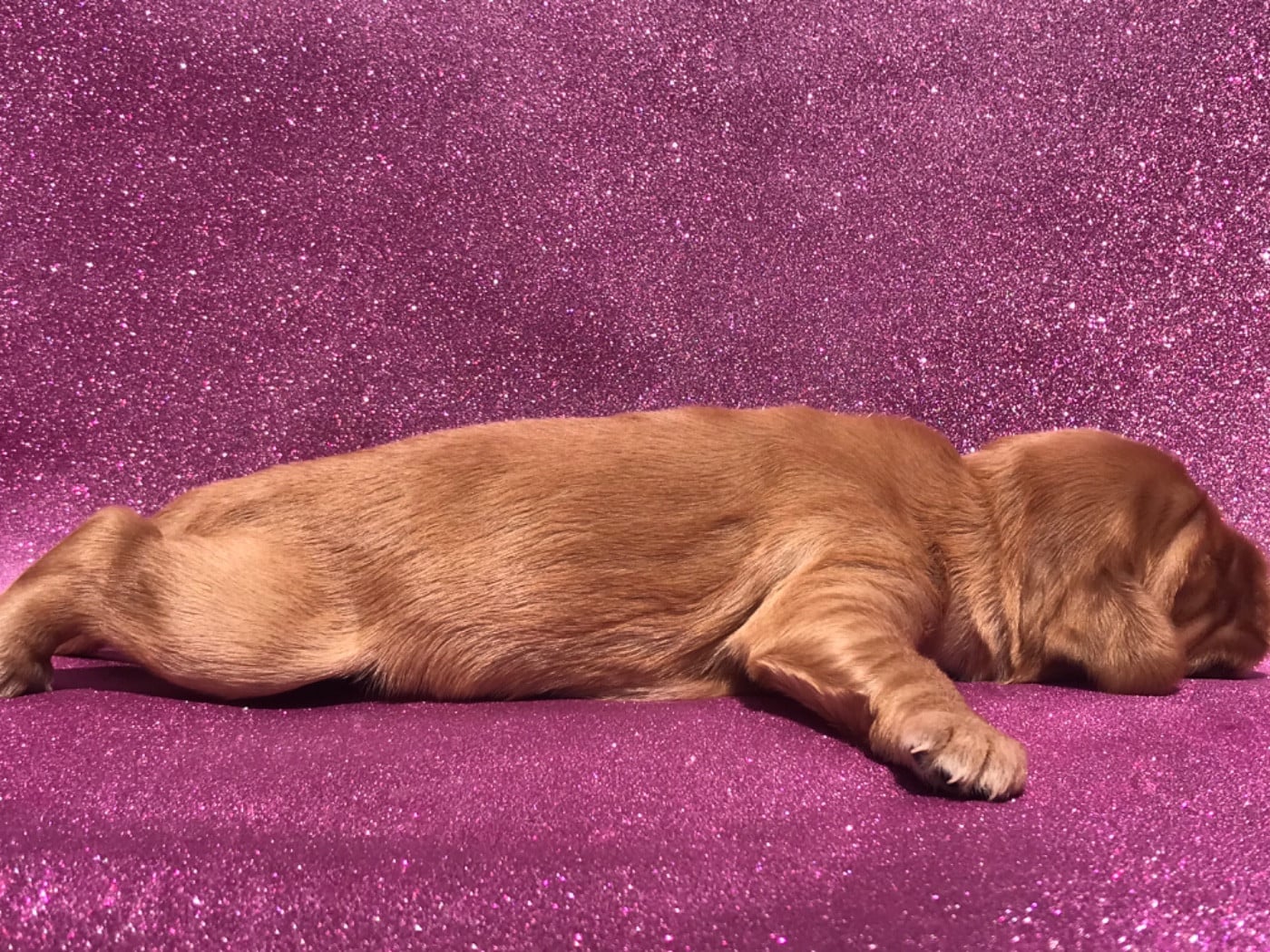 Femelle fauve - Cocker Spaniel Anglais