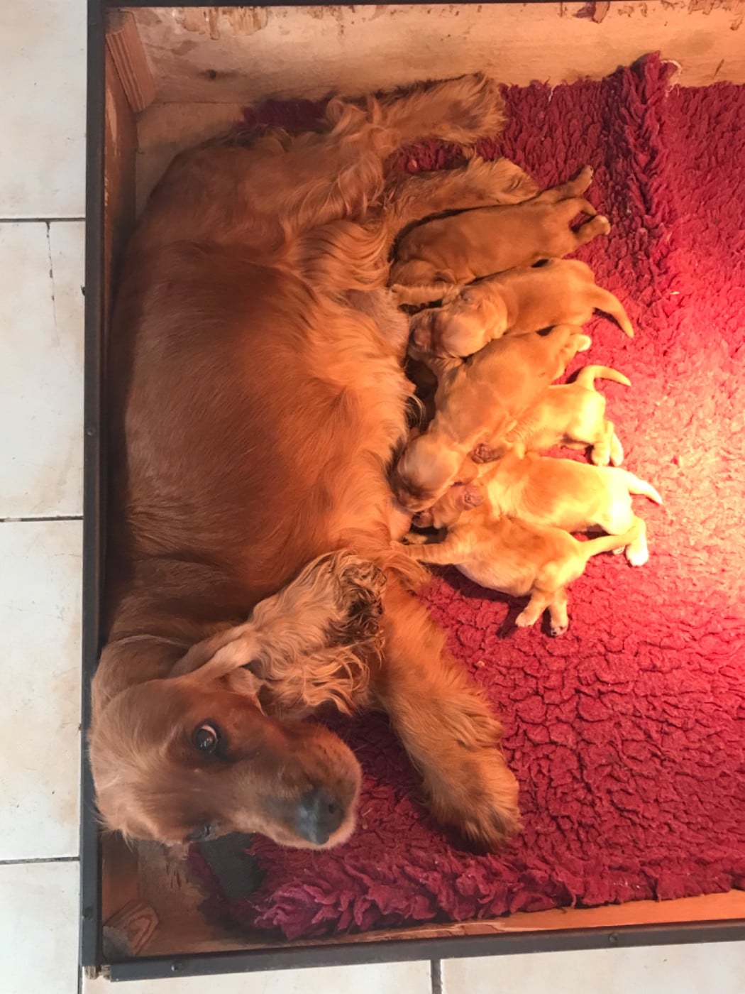 Cocker Spaniel Anglais - of caniland's dream