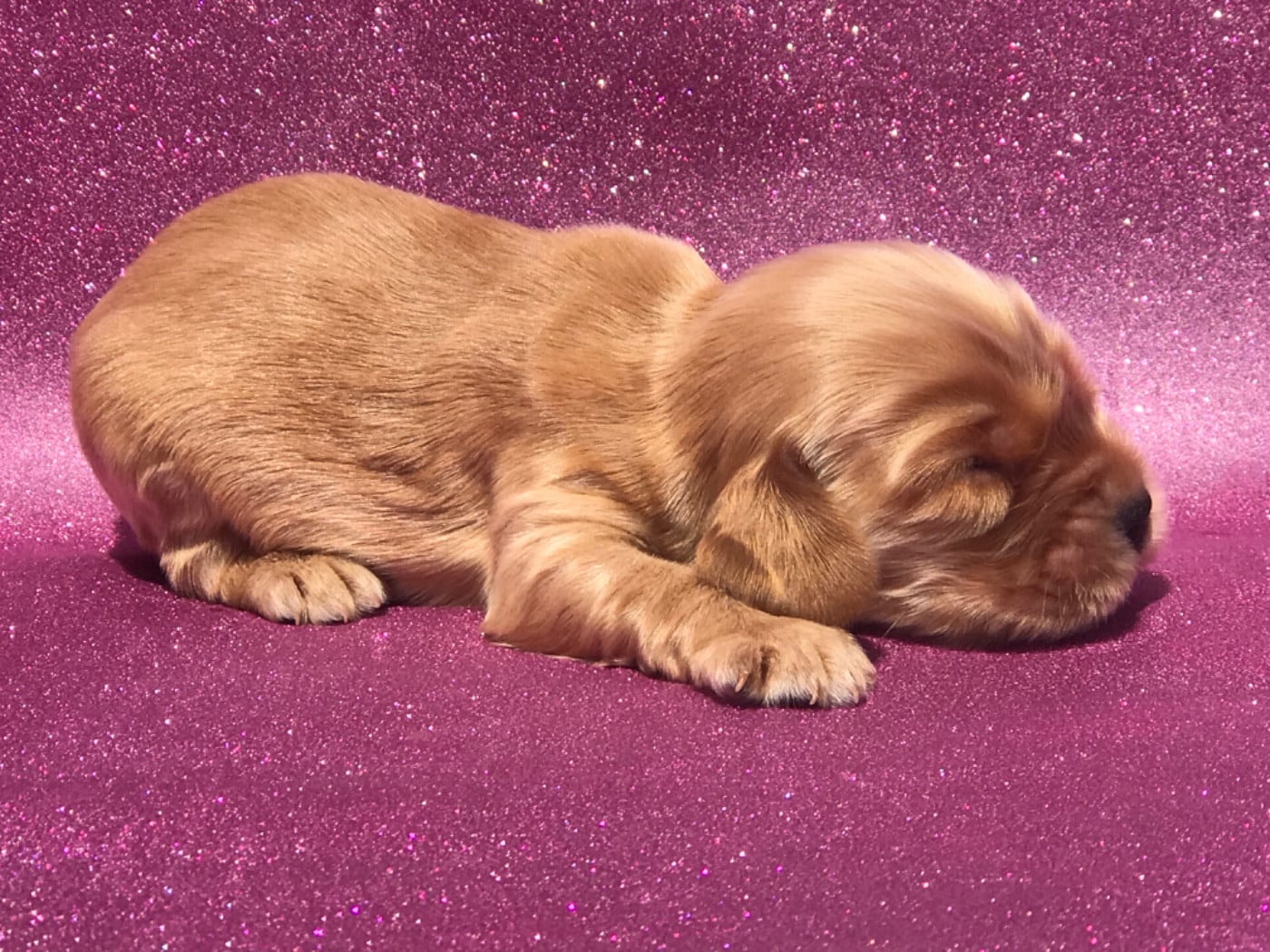 MALE FAUVE - Cocker Spaniel Anglais