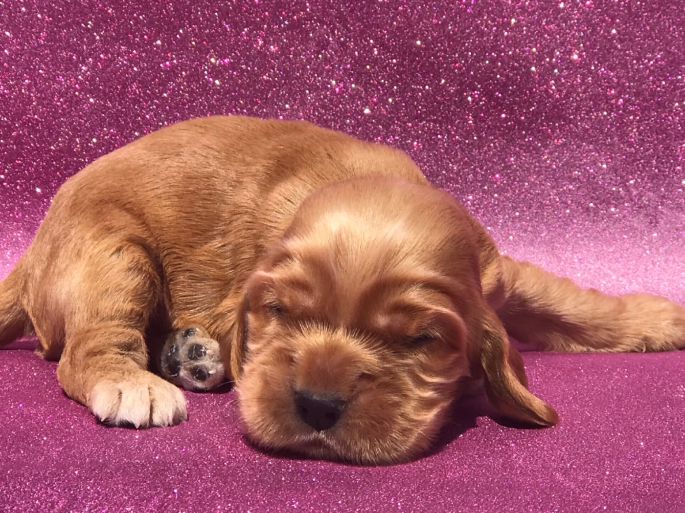 Male fauve clair - Cocker Spaniel Anglais