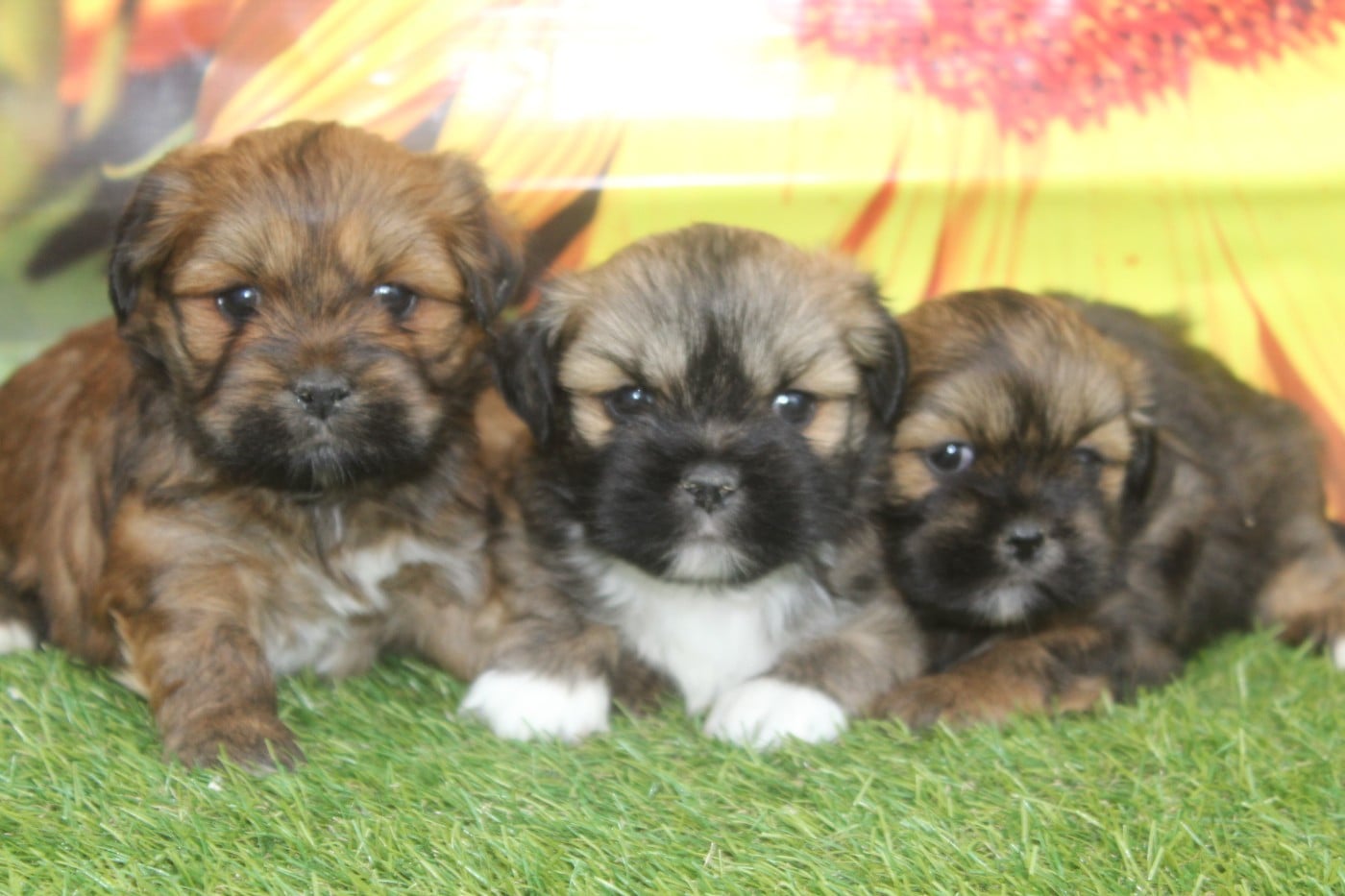 Lhassa Apso - of caniland's dream