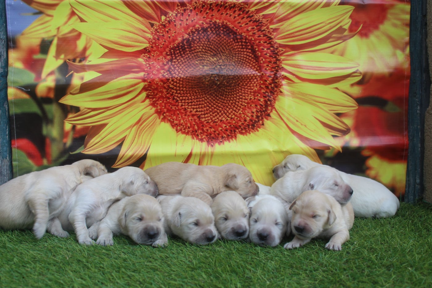 Golden Retriever - of caniland's dream