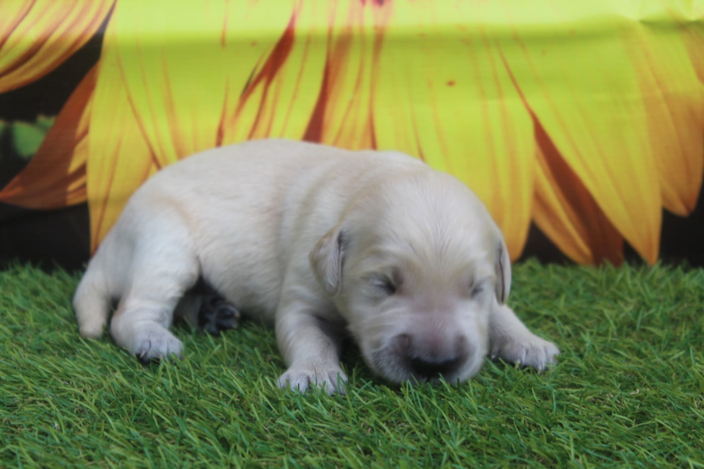 MALE - Golden Retriever
