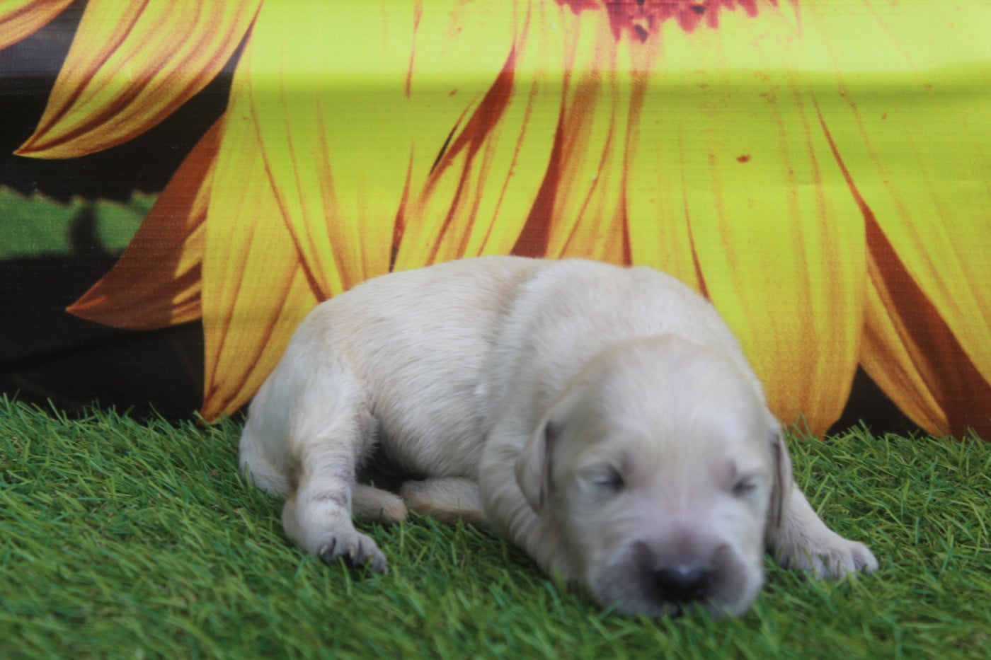 MALE - Golden Retriever
