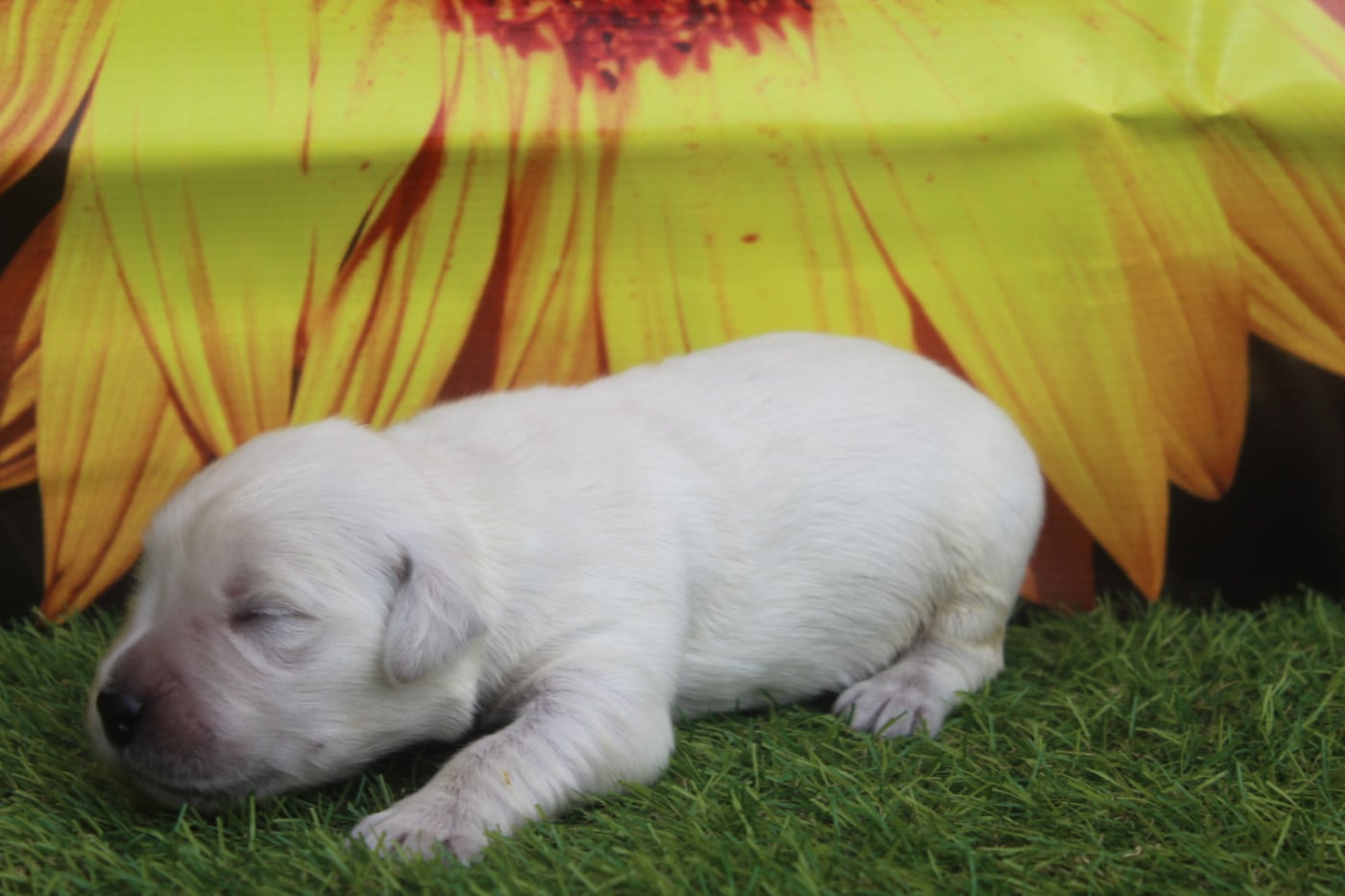MALE - Golden Retriever