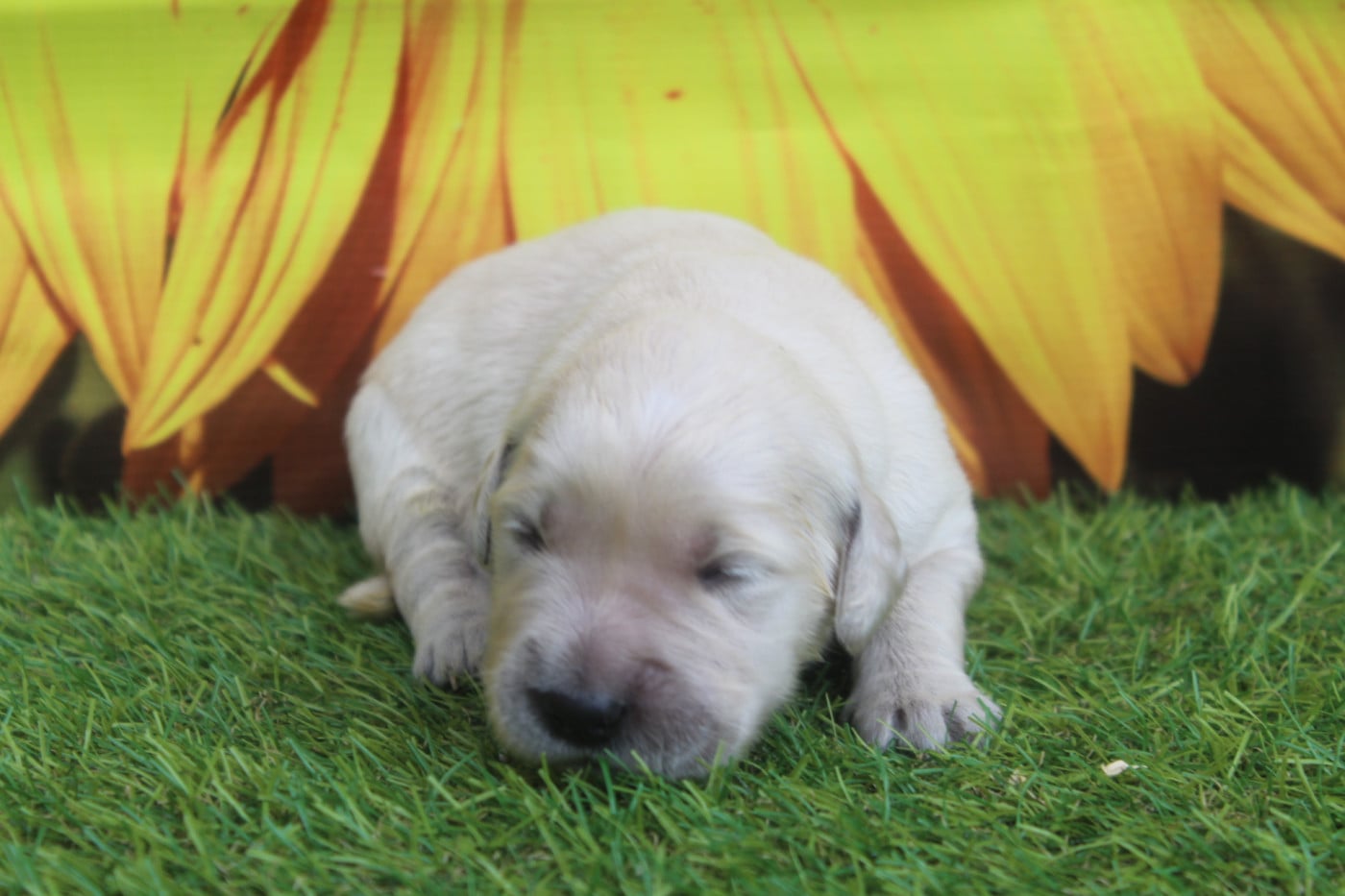 FEMELLE - Golden Retriever
