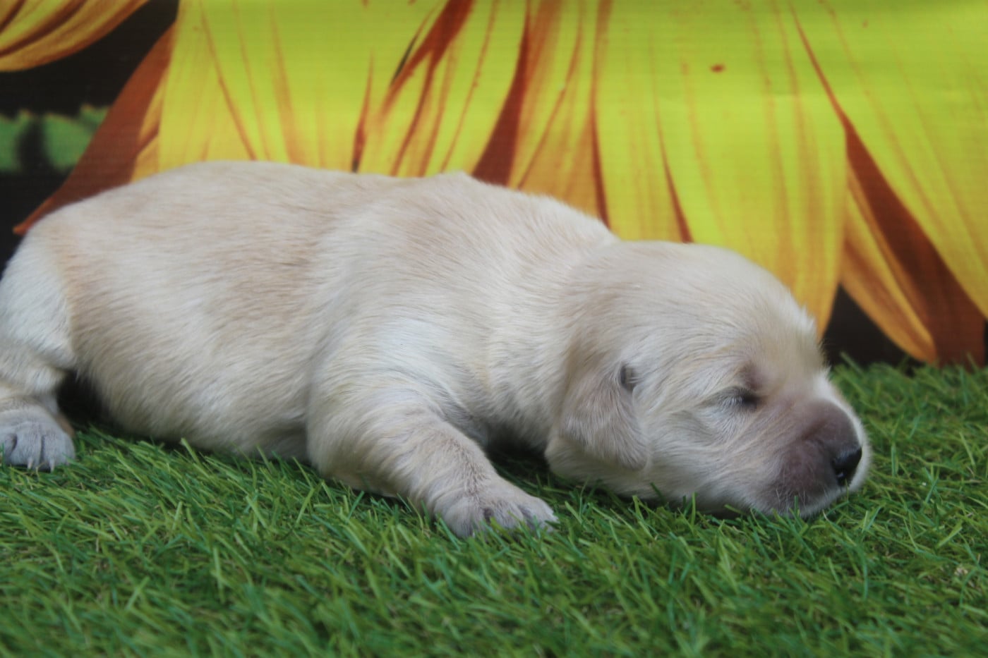 FEMELLE - Golden Retriever