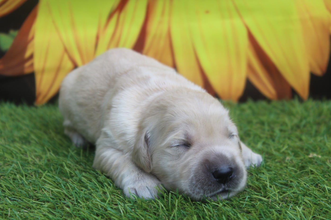 FEMELLE - Golden Retriever