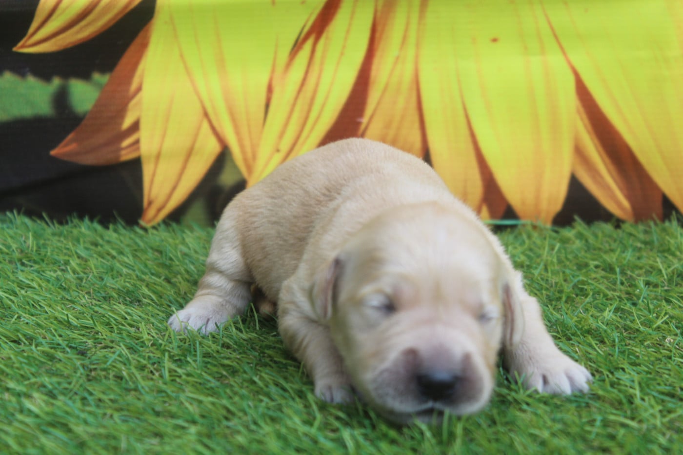 FEMELLE - Golden Retriever