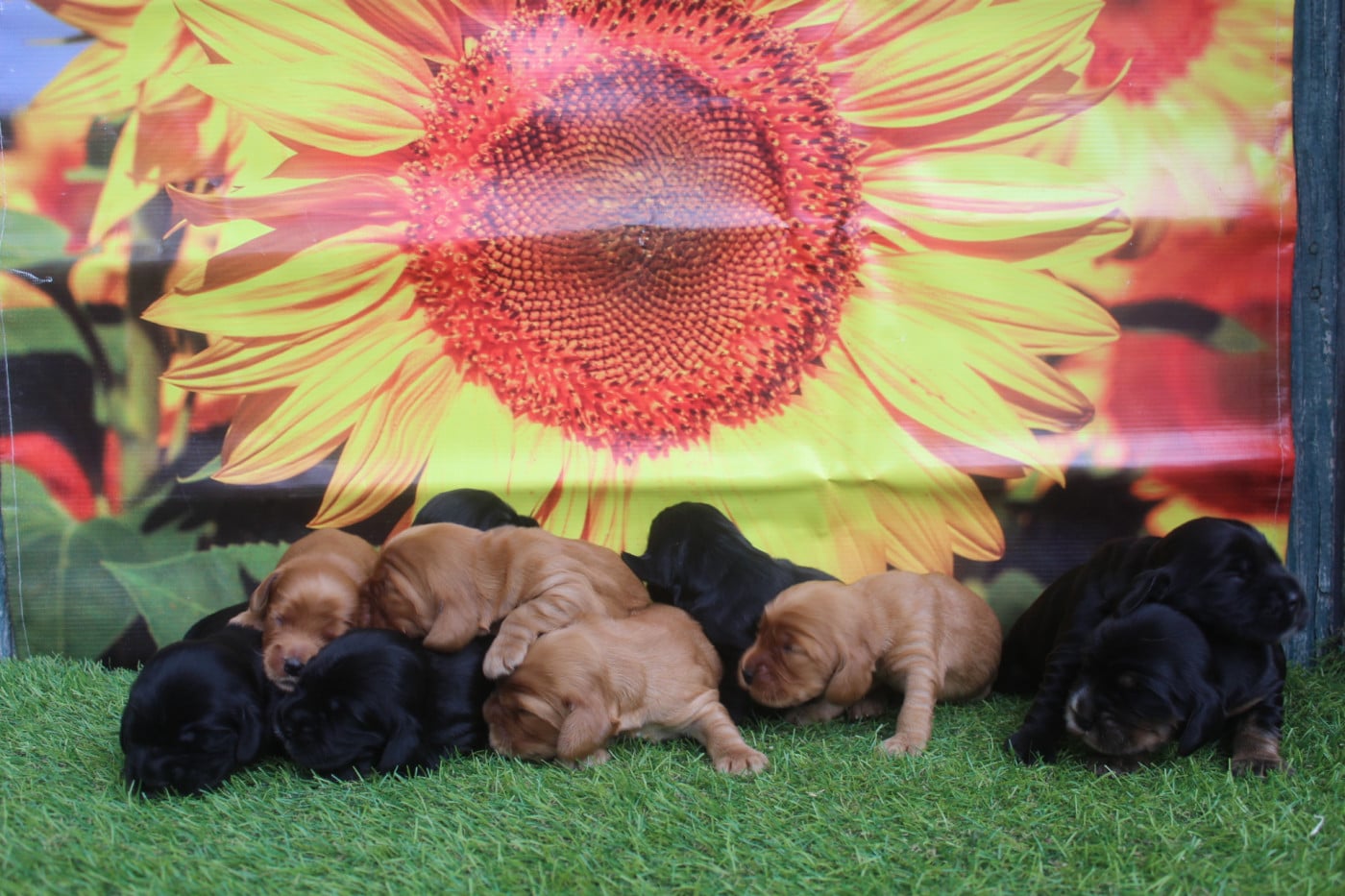 Cocker Spaniel Anglais - of caniland's dream