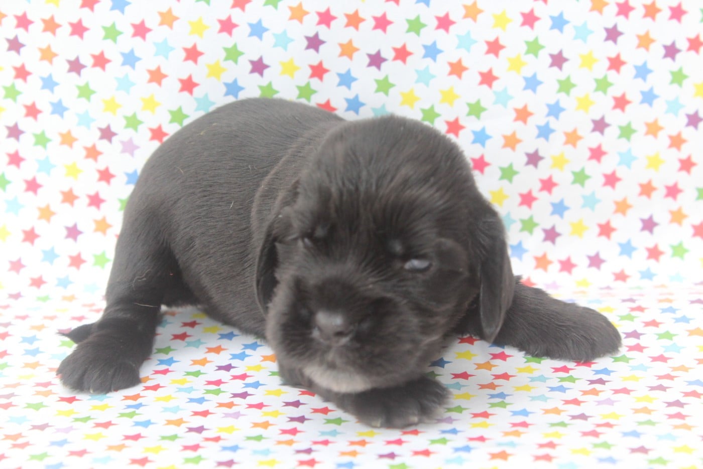 male noir - Cocker Spaniel Anglais