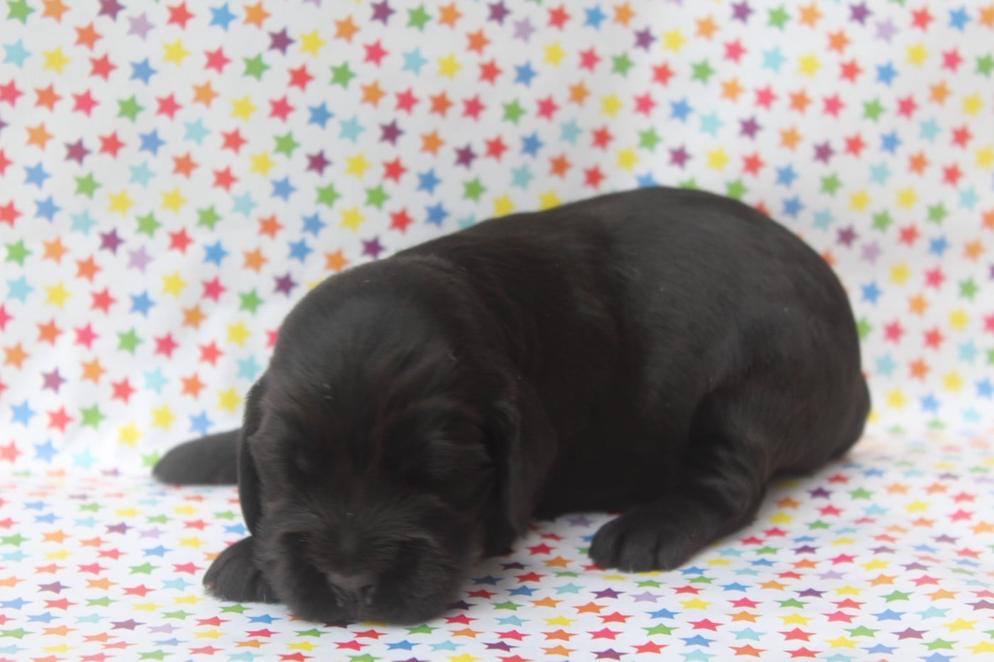 femelle noire - Cocker Spaniel Anglais