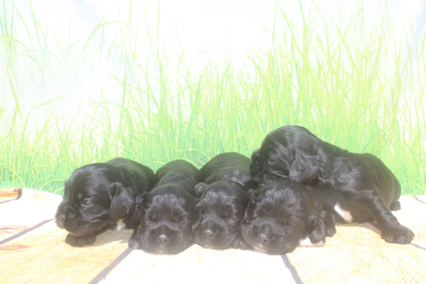 American Cocker Spaniel - of caniland's dream