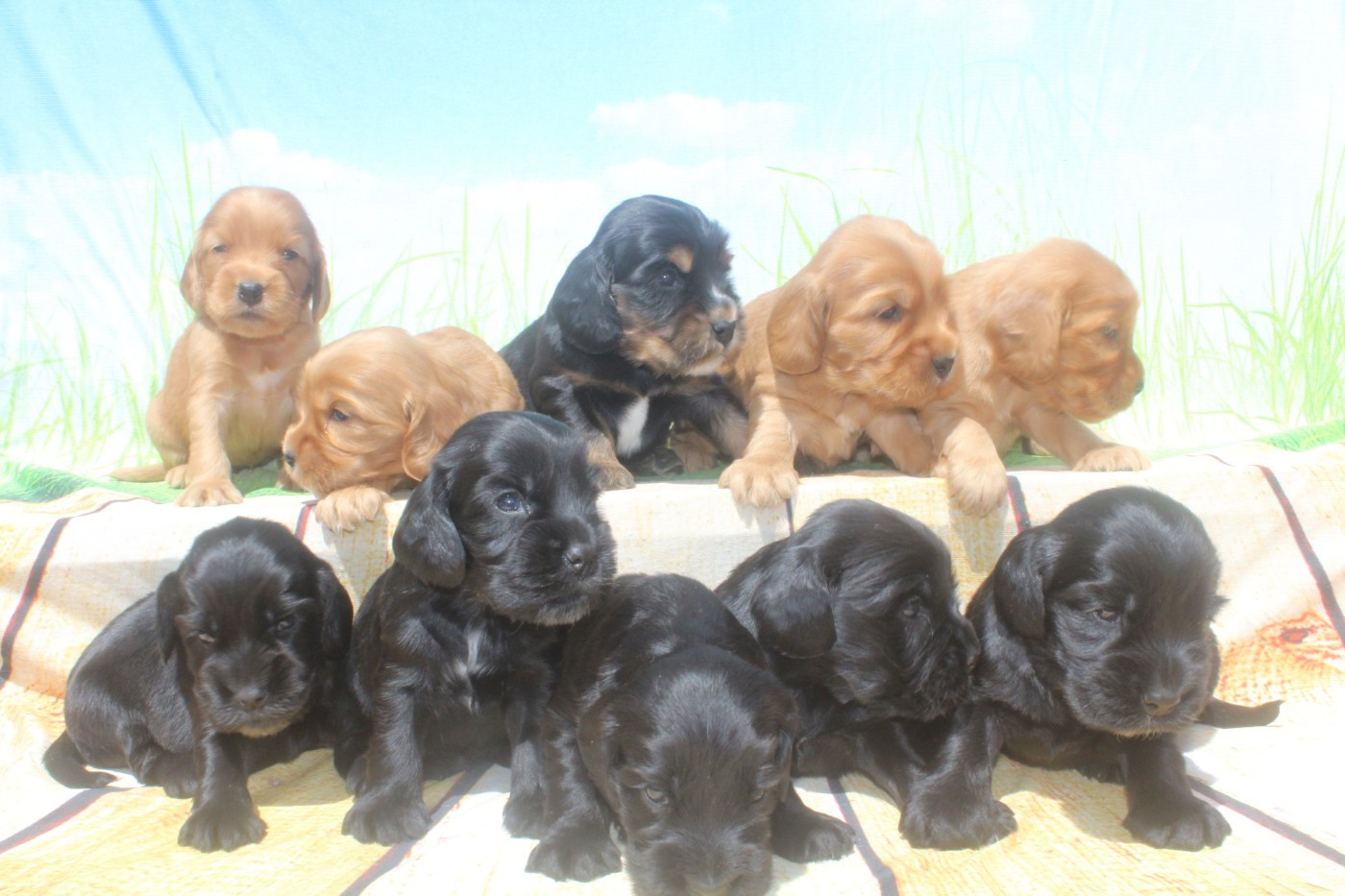 Cocker Spaniel Anglais - of caniland's dream