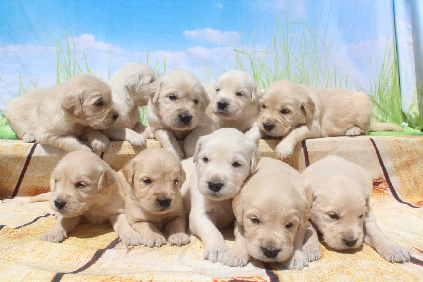 Golden Retriever - of caniland's dream
