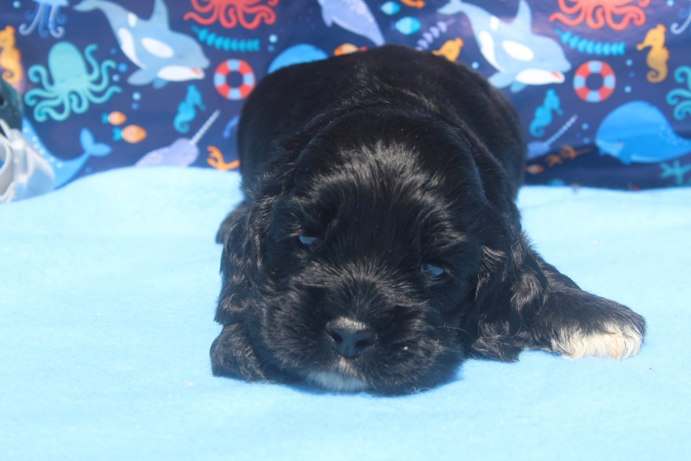 Male noir