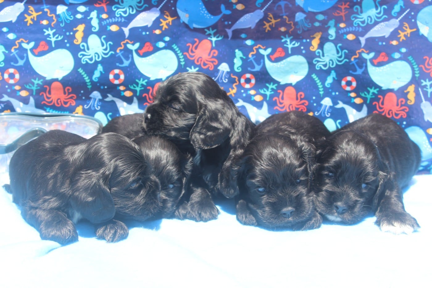 American Cocker Spaniel - of caniland's dream