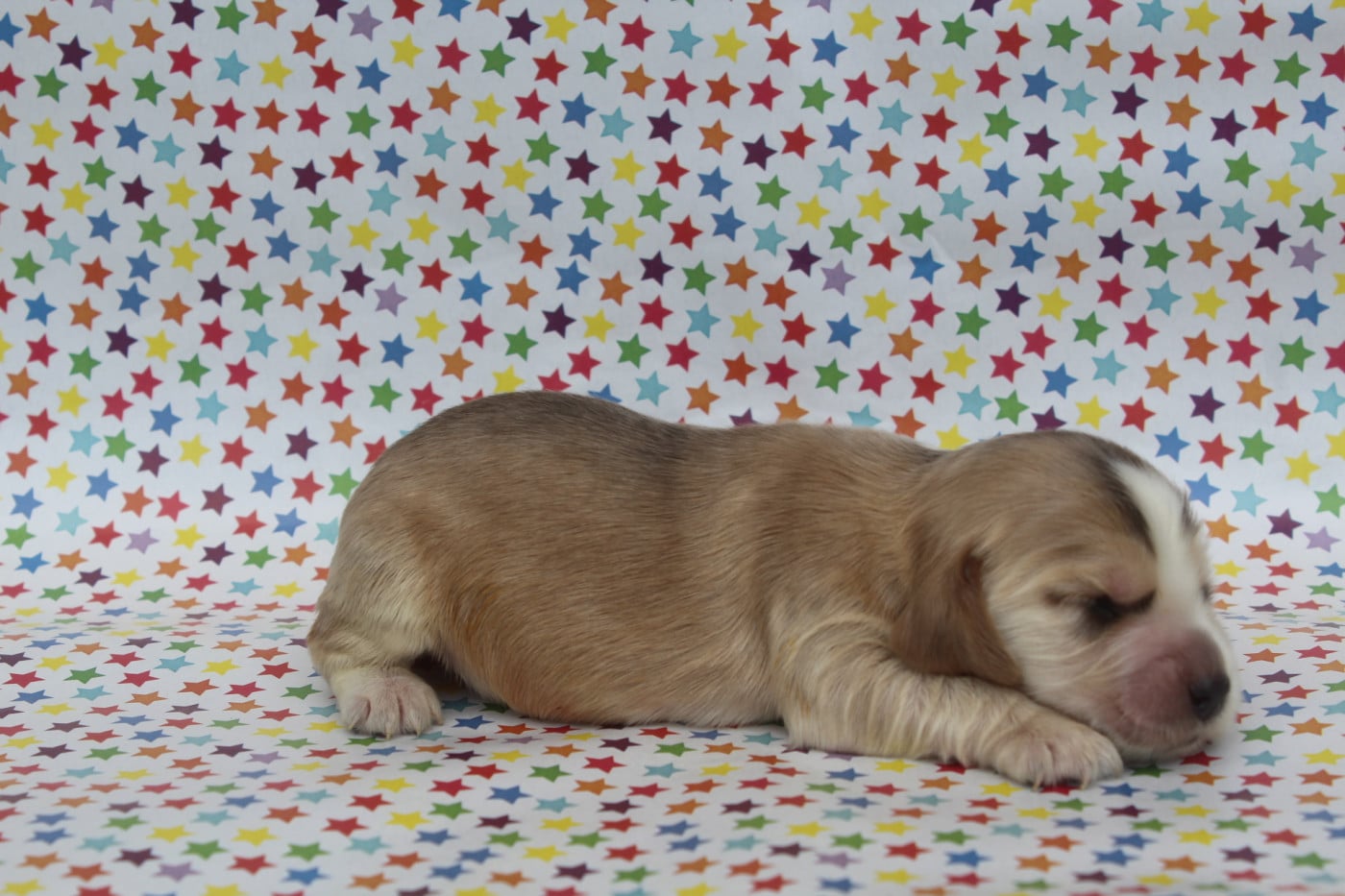 Chiot Cocker Spaniel Anglais