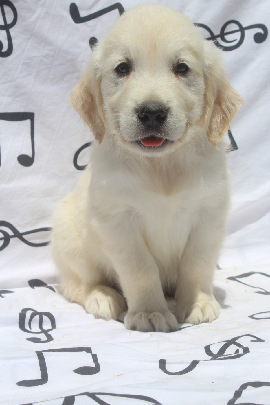 BOSCO MALE