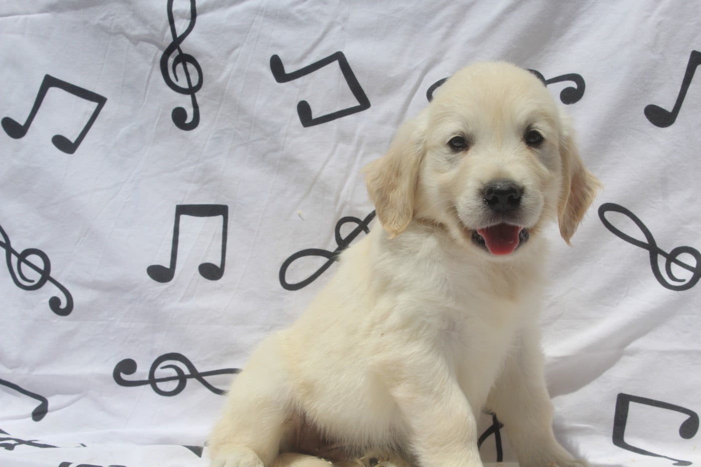BOSCO MALE