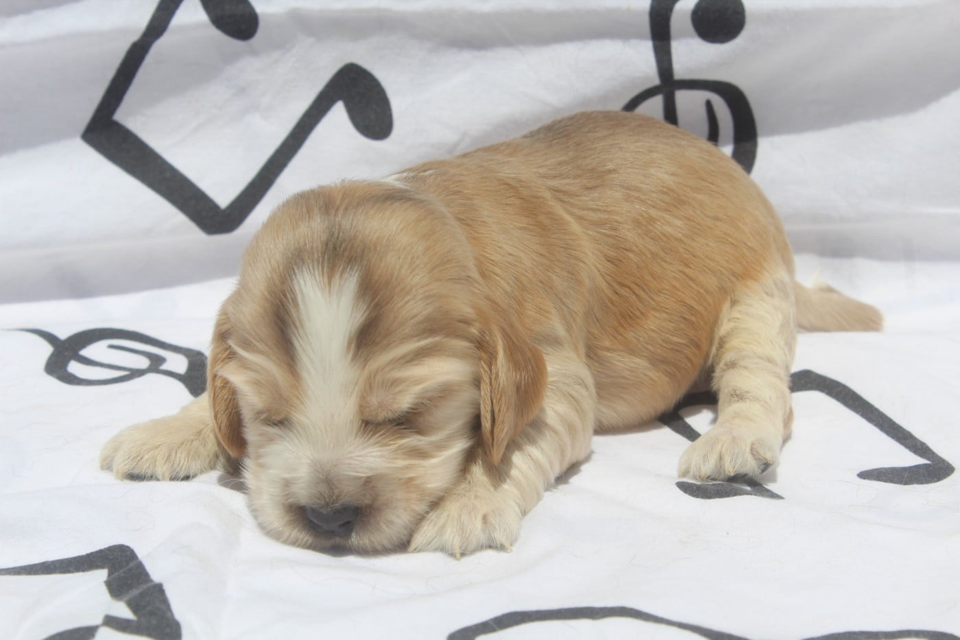 Cocker Spaniel Anglais - of caniland's dream