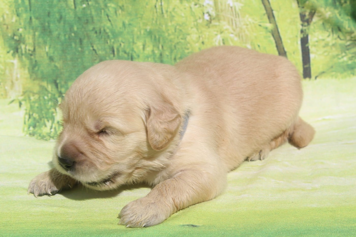 Golden Retriever - of caniland's dream