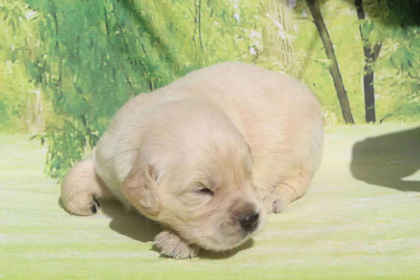 male sable - Golden Retriever