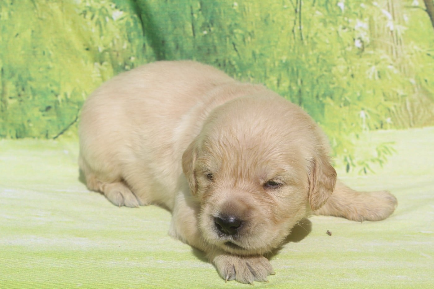 FEMELLE FAUVE CLAIR - Golden Retriever