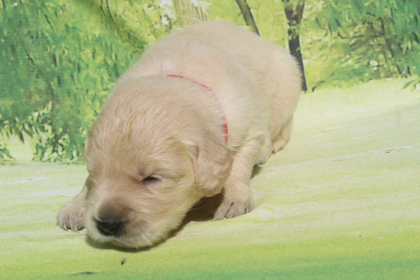 FEMELLE SABLE - Golden Retriever