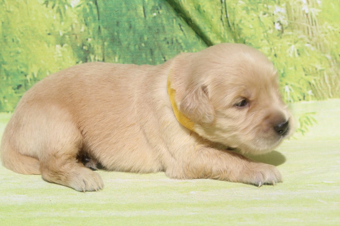 FEMELLE FAUVE CLAIR - Golden Retriever