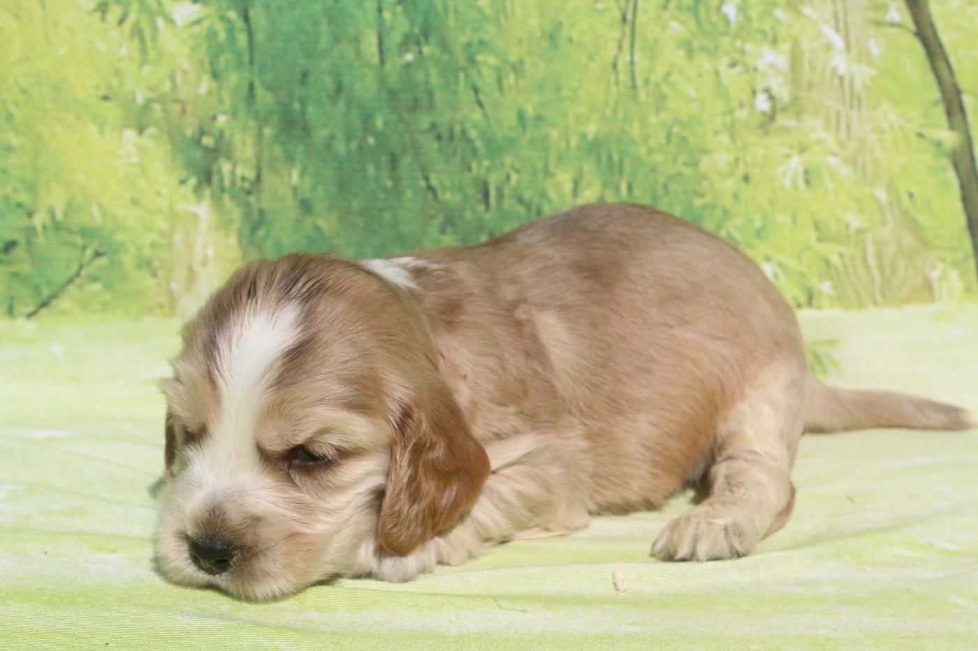 Cocker Spaniel Anglais - of caniland's dream